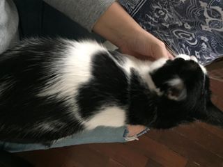  colinho ❤️ (Céu, @zandonah) #loucadosgatos #catsittersp #catsofinstagram 