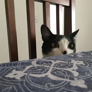  pois não? ❤️ (Céu, @zandonah) #loucadosgatos #catsittersp #catsofinstagram 